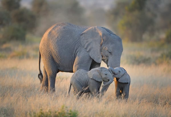 Mother elephant with twins in Amboseli National Park, Kenya, East Africa.